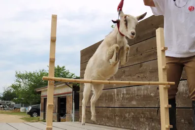 ブチヤギとミニブタが技を披露
