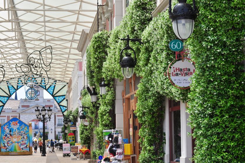 スタージャスミン、もうすぐ満開です!!