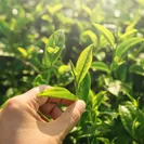 粉末緑茶にはダイエット効果で注目の成分であるカテキンが多く含まれています。
