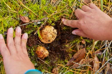 【星のや軽井沢】きのこ散歩2