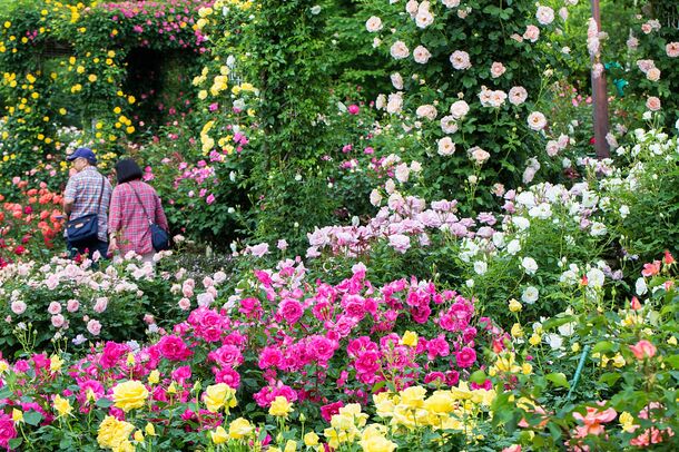 ぐんまフラワーパークが1 700株のバラの香りに包まれる期間限定イベント 香りの バラフェスタ を6月16日 日 まで開催 カネコ種苗 ぐんまフラワーパークのプレスリリース