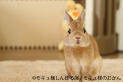 うさぎ界の神「モキュ様」が東京に降臨！？リアルペイントや限定グッズなどモキュ様堪能の単独展を開催