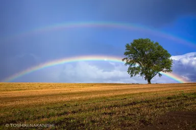 農家自らの手で伐採された「哲学の木」