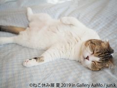 過去最大規模「ねこ休み展」IN 東京ドームシティ Gallery AaMo　お化け屋敷や6m超巨大壁画など、猫まみれな夏休み企画を開催