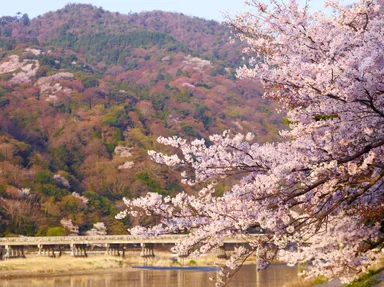 【星のや京都】春の嵐山と渡月橋
