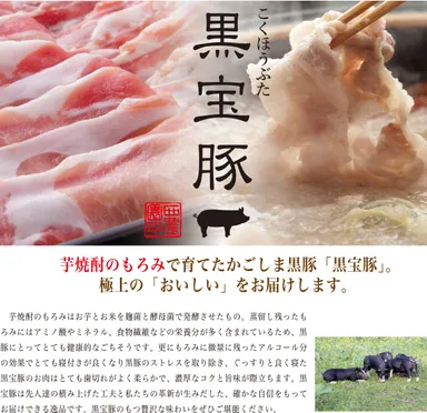 黒宝豚について