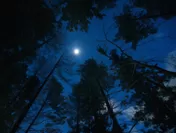 【星のや富士】冬の森イメージ