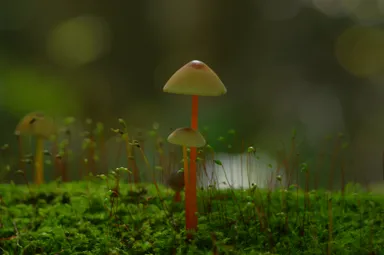 【奥入瀬渓流ホテル】チシオタケ