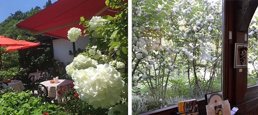 六甲オルゴールミュージアム
シュトラウス・カフェで楽しめる満開のオオデマリ