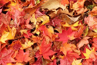 【星野エリア】モミジの紅葉２