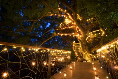 【リゾナーレ熱海】森のライトアップイメージ