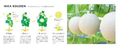 一果相伝 マスクメロンが出来るまで