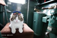 猫の合同写真展「ねこ専」2019、渋谷ギャラリールデコで開催　猫モチーフの作品が集合＆一般公募の猫写真展示エリアを新設