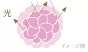 （おしろい）桜型パウダー配合