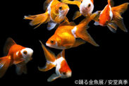 見ているだけで涼しい…「踊る金魚展」を東京・名古屋で開催！写真やガラス作品、風鈴など1,000種以上の作品並ぶ企画展