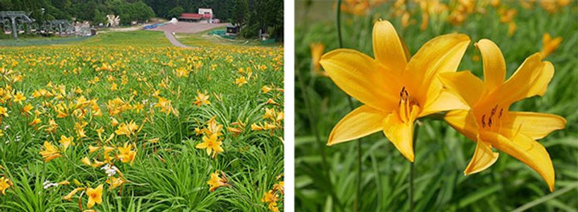 六甲山カンツリーハウス
約27,000株の「ニッコウキスゲの大群落」
関西随一の規模、ただ今見ごろ！