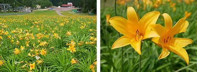 ニッコウキスゲ（6月5日撮影）