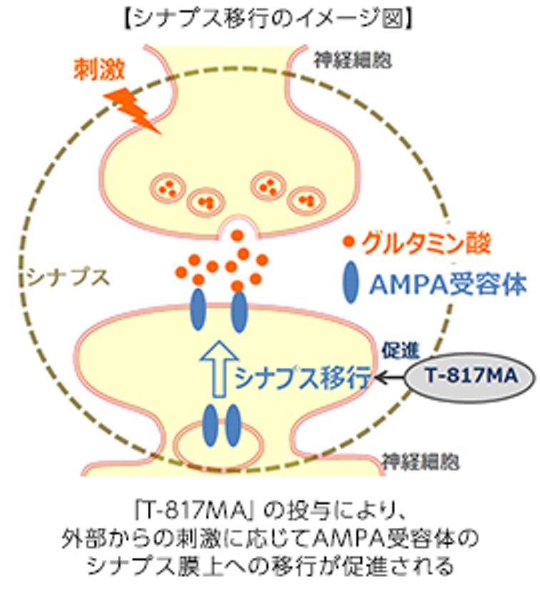 脳卒中後のリハビリテーション効果を促進する新薬開発　
日本における臨床第２相試験開始のお知らせ