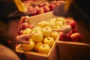 【青森屋】りんごの競り体験　出品りんごイメージ