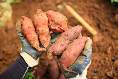 【星のや竹富島】畑でとれた芋
