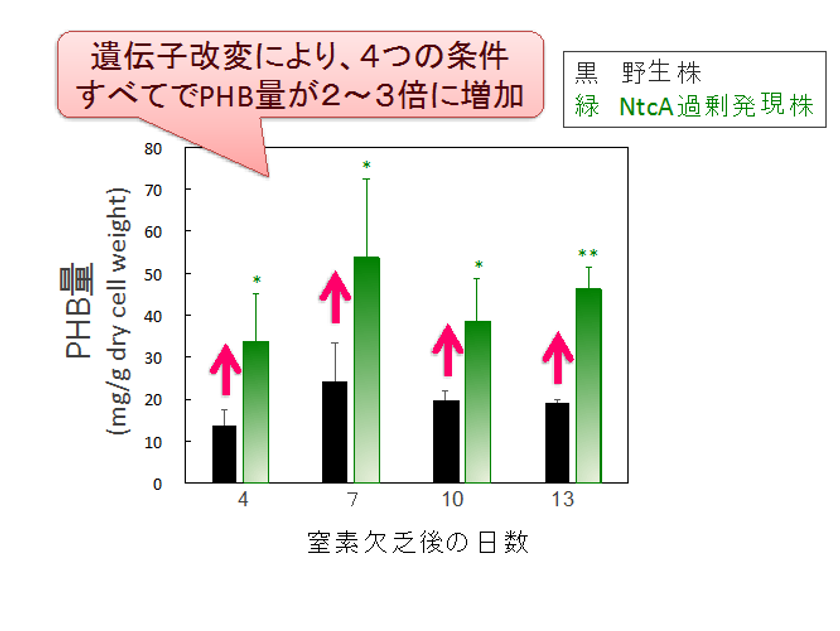 〜モデルラン藻のバイオプラスチック量を増やす遺伝子を発見〜
明治大学農学部環境バイオテクノロジー研究室が
転写因子を利用してラン藻の炭素の流れを改変しました