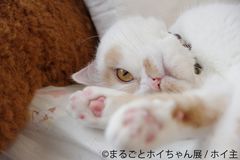 SNS人気甘えん坊猫“ホイちゃん”写真展、仙台初上陸！新作・未公開作品やフォトスポットなど6/29～7/21開催