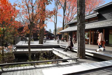 【星野エリア】ハルニレテラスの紅葉３