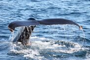 調査捕鯨最後の写真展「捕鯨道」　新宿で6月21日より二日間にわたり開催
