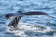 調査捕鯨最後の写真展「捕鯨道」