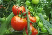 自家農園のトマト