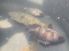 自然豊かな離島の魚を眠らせて都市圏へ“獲れたて”から“起きたて”の活魚輸送「旅するおさかなプロジェクト」発足！