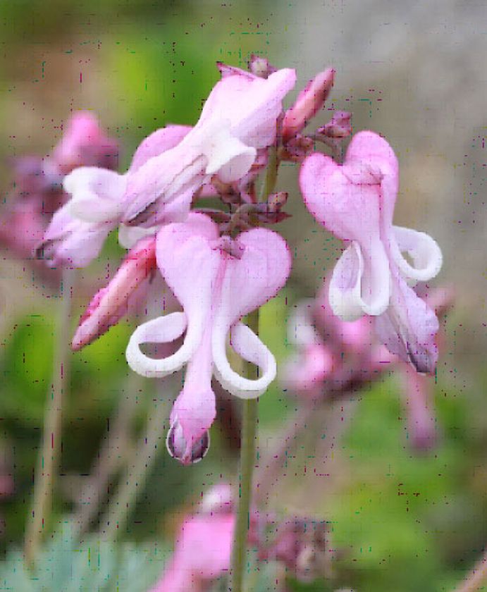 六甲高山植物園 憧れの高山植物
コマクサとエーデルワイスが 見頃です!