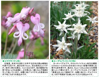 コマクサ、エーデルワイス