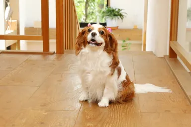 ペットのためのフロアコーティング