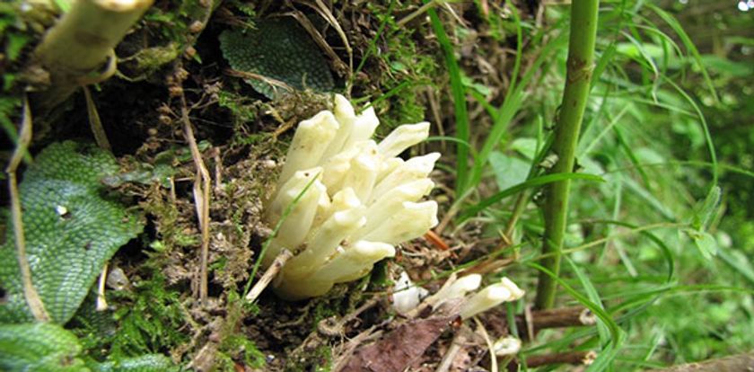 六甲高山植物園　アジサイに寄生する植物
キヨスミウツボが咲きました！
