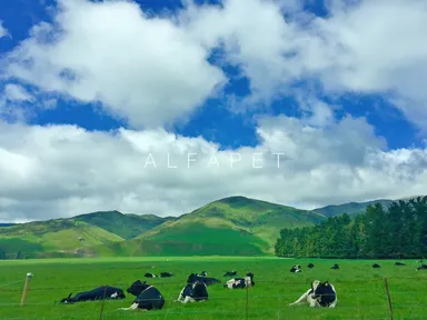 ニュージーランド