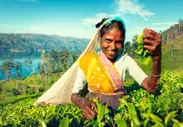 【George Steuart Tea(ジョージスチュアートティ)】は、世界的な紅茶名産地であるスリランカでの紅茶最古ブランドです