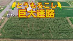 「とうもろこし巨大迷路」7/20オープン！庄内平野・日本海まで一望できる月山高原に期間限定出現