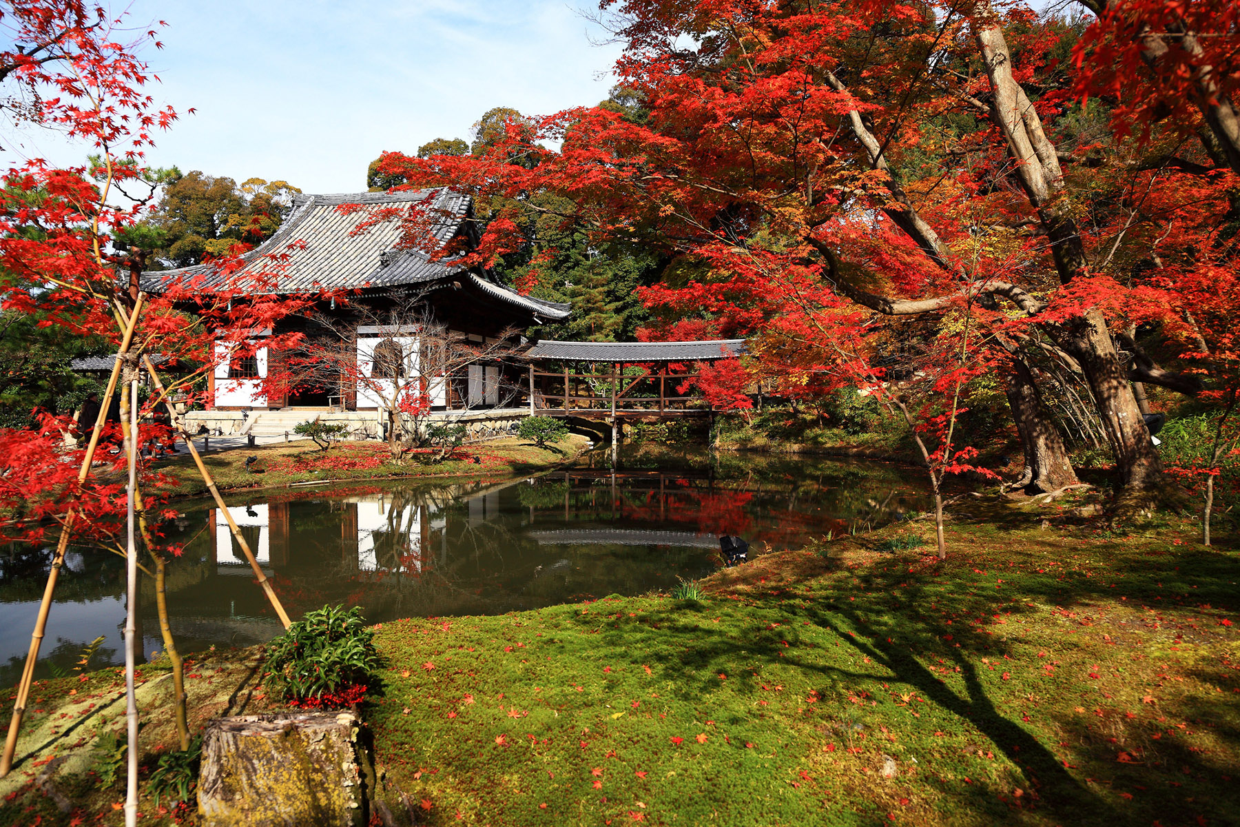 秋の特別早朝拝観プラン(高台寺)