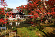 早朝の通常開門前や夜間など、秋の京都を貸し切る！朝観光・夜観光で一期一会の紅葉を愛でる『秋の貸切プラン』