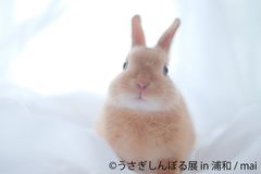 ふわふわ“うさぎ”満載の写真＆グッズ「うさぎしんぼる展」　出展者全29組/100作品が集結、浦和にて8/8～8/21開催