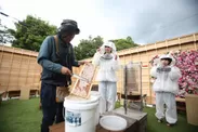養蜂体験画像2