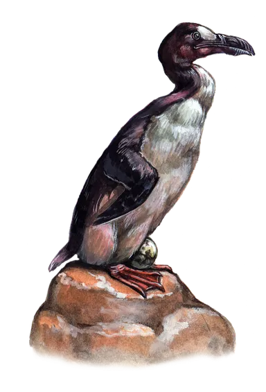 オオウミガラス