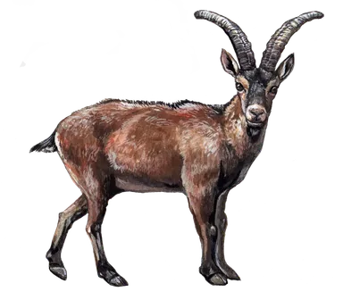 ピレネーアイベックス