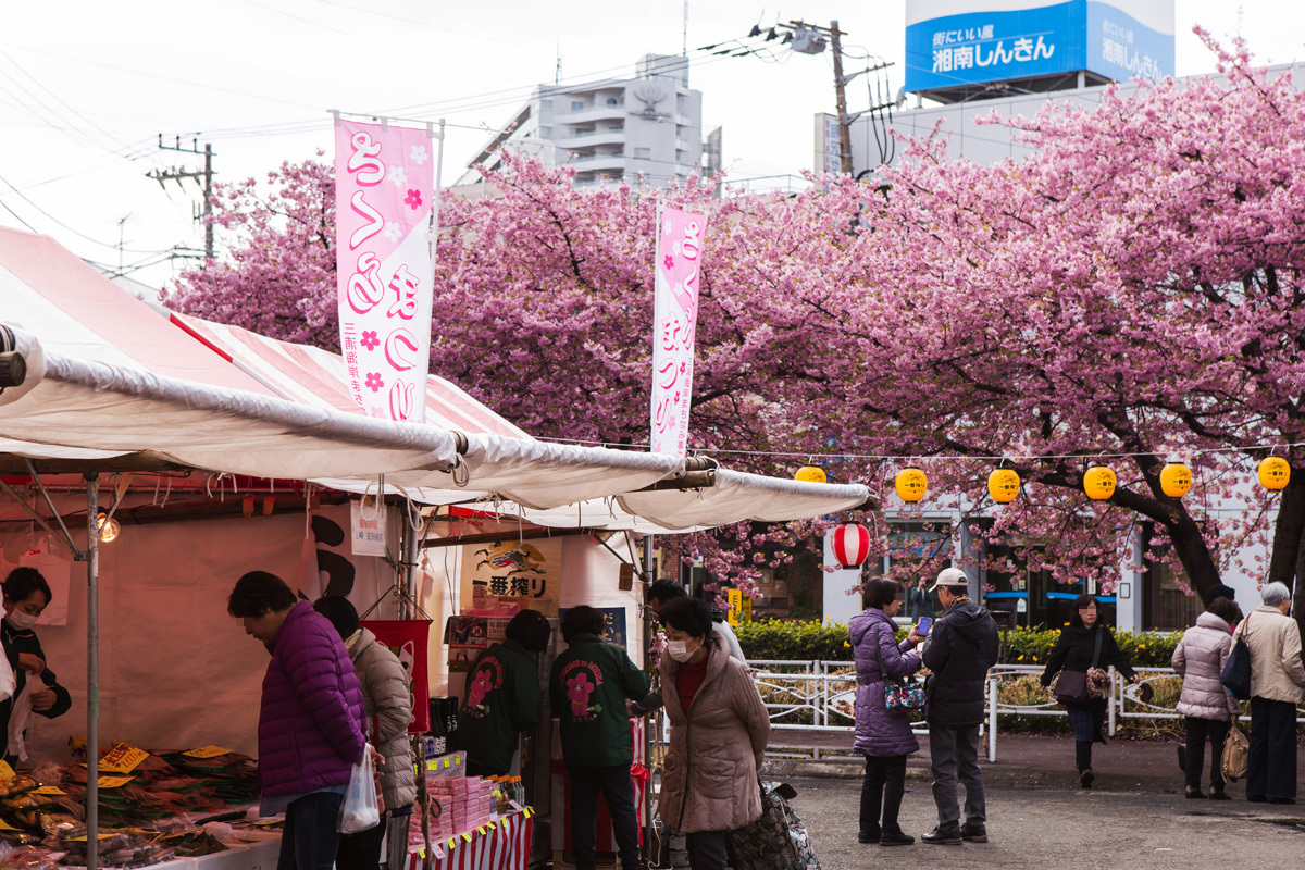 毎年約25万人が来場する三浦海岸桜まつり