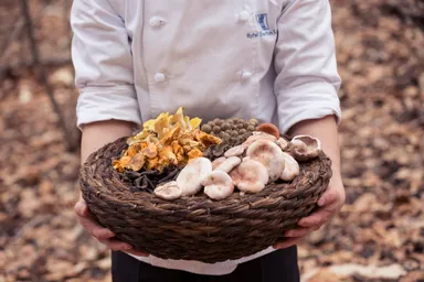 【ブレストンコート ユカワタン】野生のきのこ色々