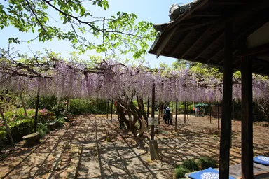 樹齢150年の大藤