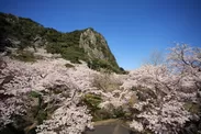 5千本の桜