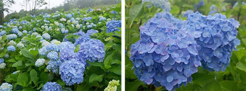 六甲山カンツリーハウス
アジサイが見ごろを迎えました！