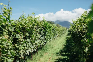 【リゾナーレ八ヶ岳】ワイナリー_小牧ヴィンヤード